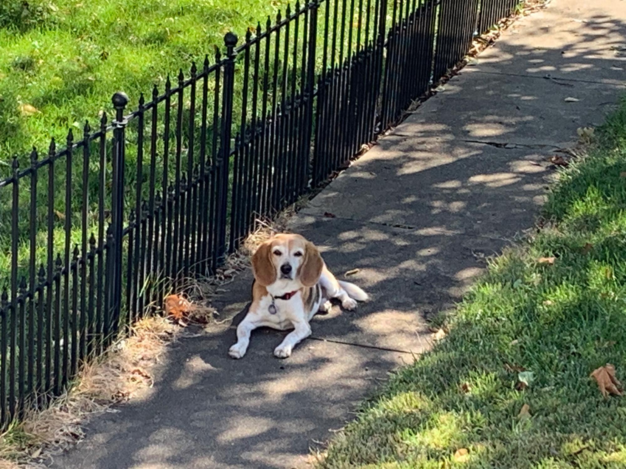 The most majestic Beagle in her natural habitat