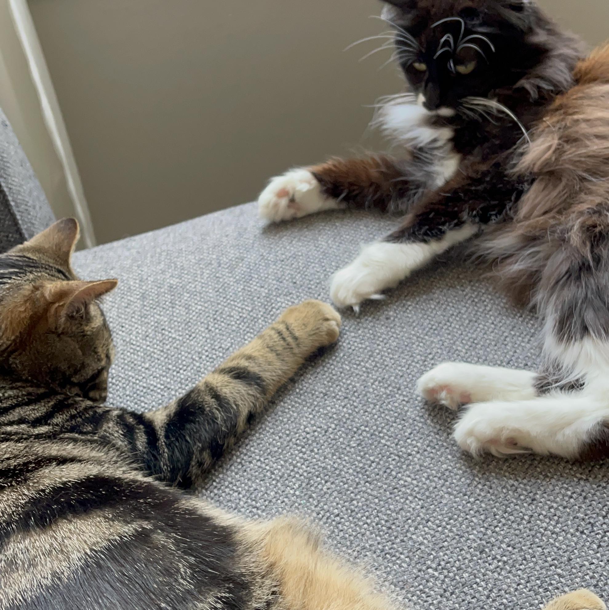 "The Creation of A Death-Match"