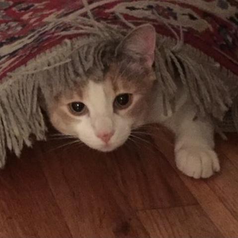Lovie.  Sweet yet rambunctious.