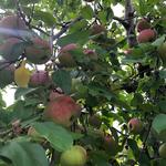 Beak & Skiff Apple Hill Campus, 1911 Tasting Room and Distillery