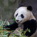 San Diego Zoo