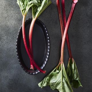 Ellen DeGeneres x Canvas Lafayette Oval Baker