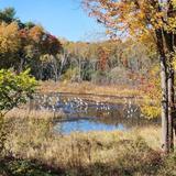 Michigan Wildlife Conservancy - Bengel Wildlife