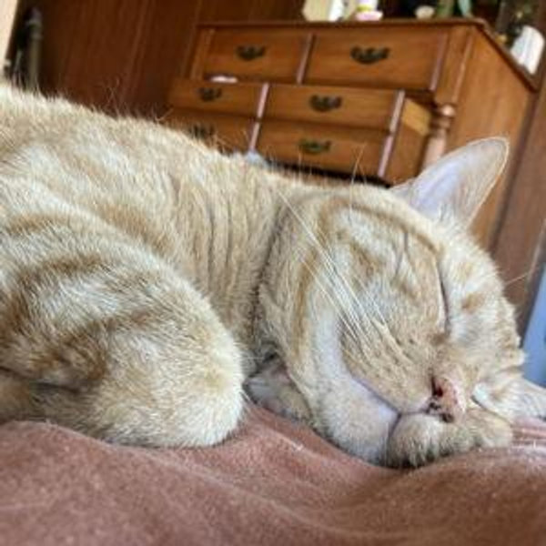Catsitting During Our Honeymoon
