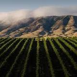 Baileyana, Tangent & True Myth Tasting Room