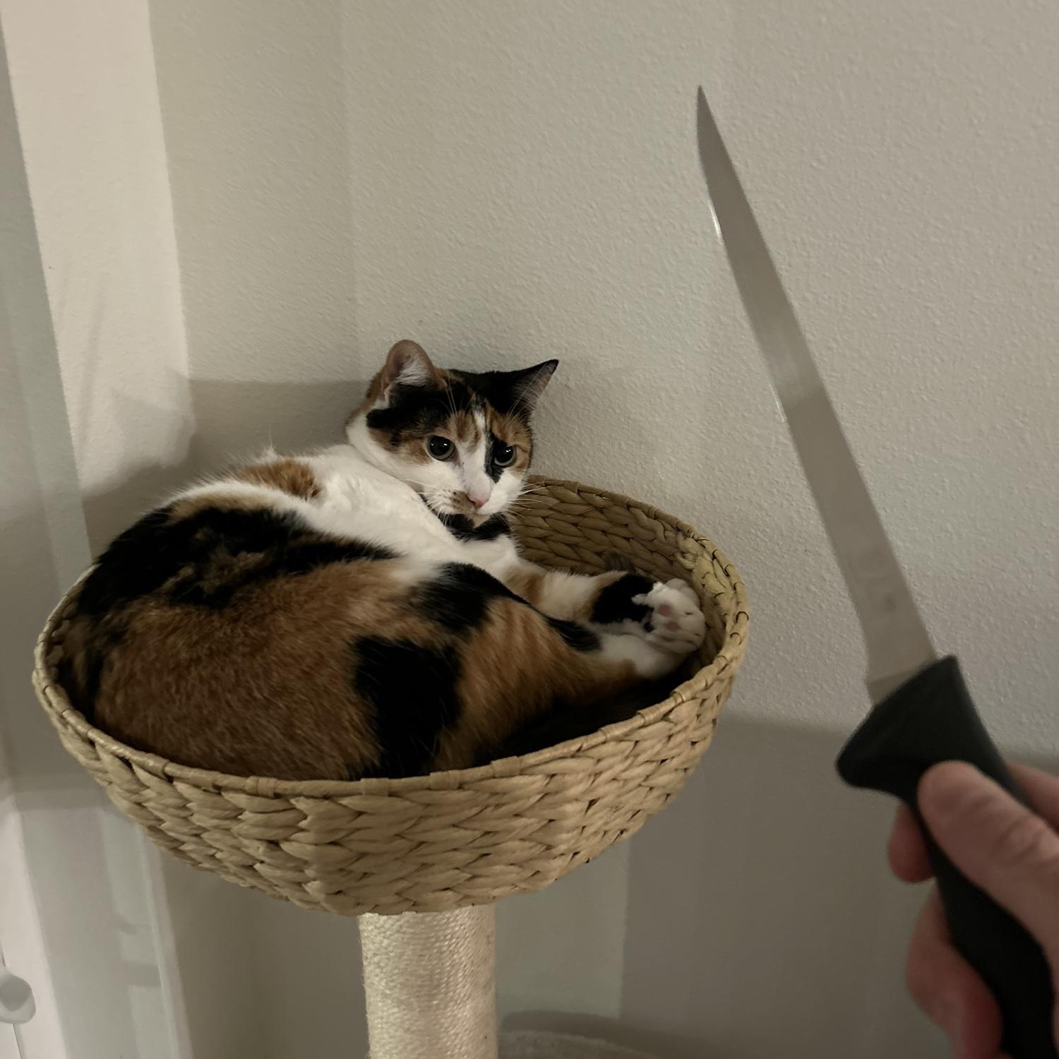 I asked how the cat was when I was at work. He sent me this.
