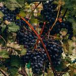 The Painted Horse Winery and Vineyards