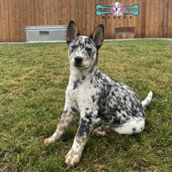 Puppy Rescue Fund