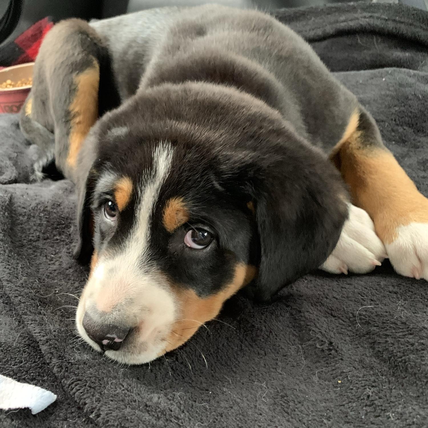 Dakota, the day we drove her home from Ohio. 2022