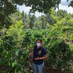 Coffe Farm - Bean to Brew Tours