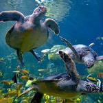 SeaWorld San Diego