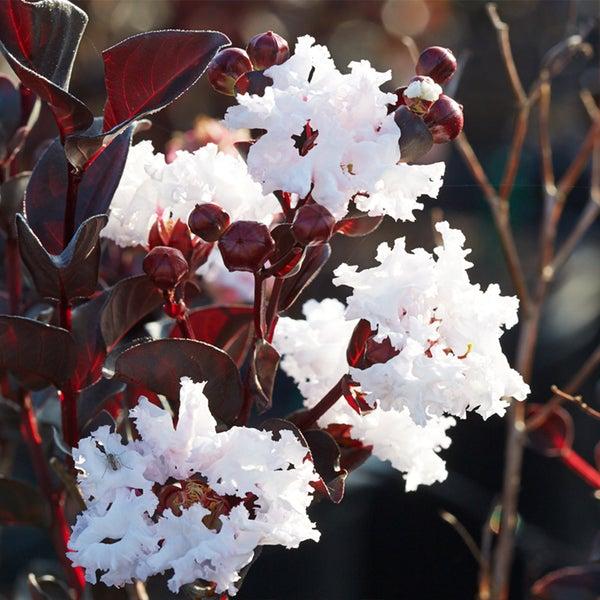 Black Diamond® Crape Myrtle - Pure White™ Lagerstroemia indica