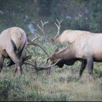 Evening Private Wild Safari in Rocky Mountain National Park