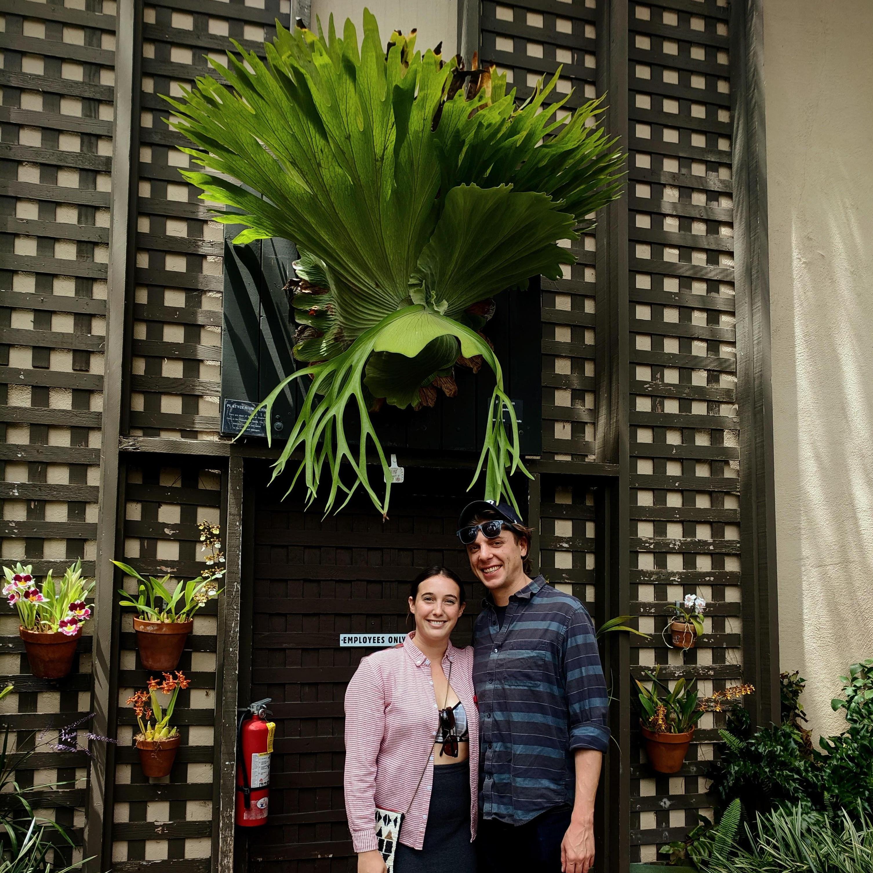 Staghorn