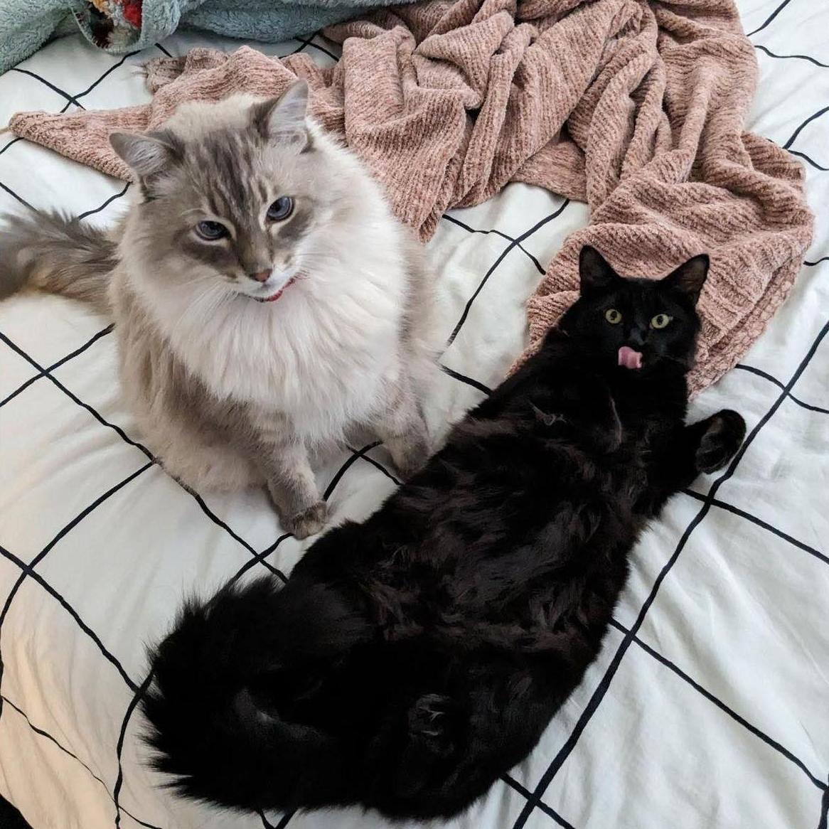 Artemis and Onyx