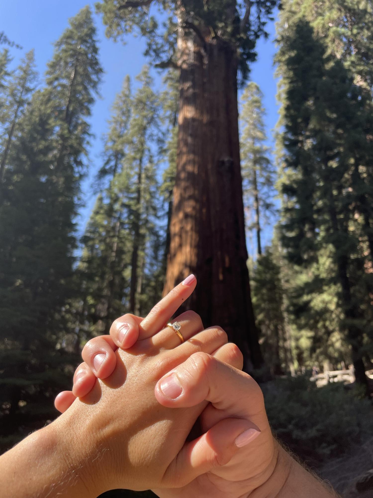 Leo and Lauren holding hands with General Sherman in the background at Sequoia National Park. Sherman is the largest tree in the world by volume!