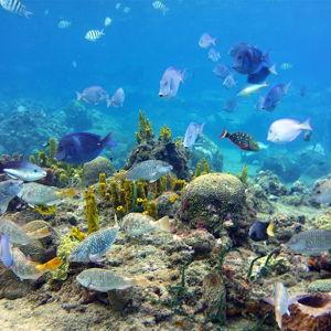 Explorer Catamaran Cruise & Snorkel