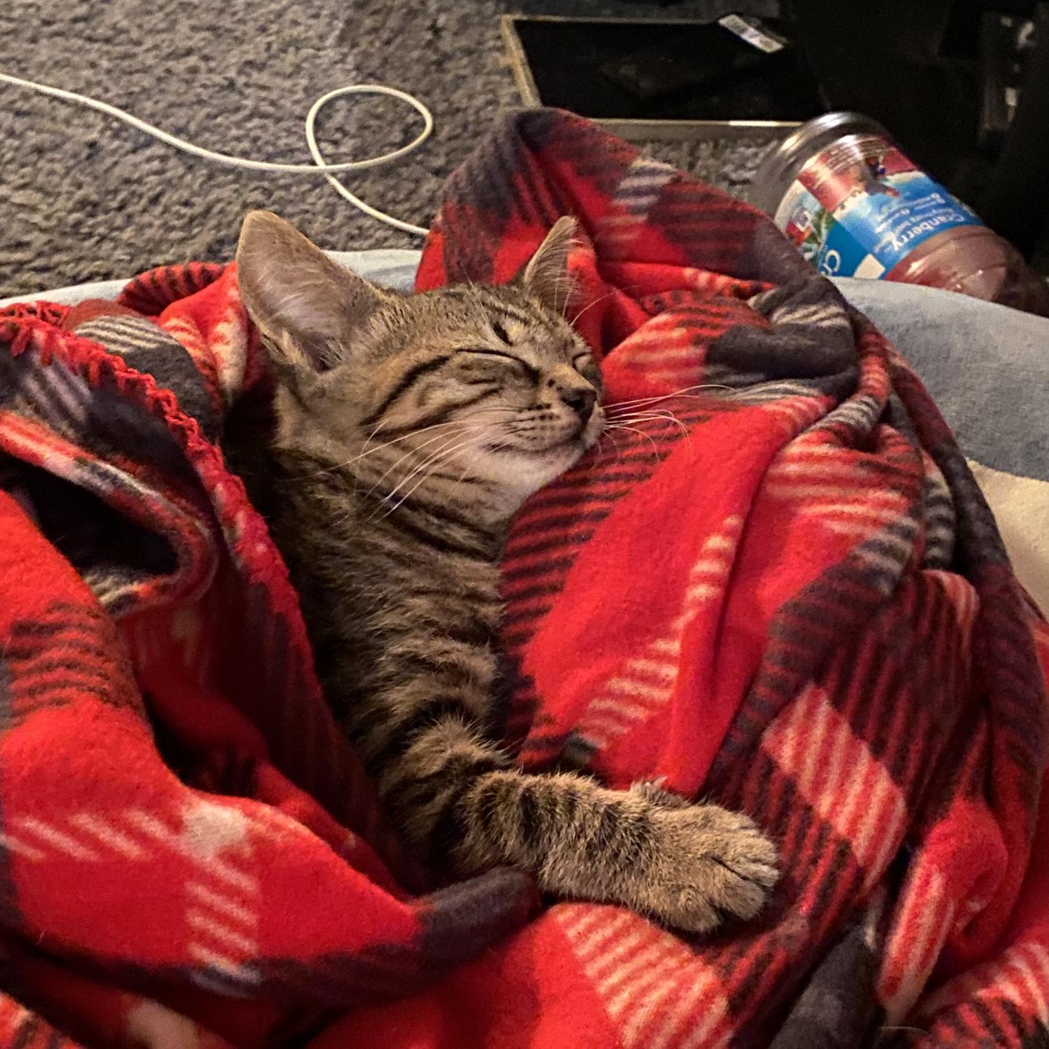 Here is the couples other family member , Hughie . He may look sweet here , but he never fails to keep the bride and groom on their toes.