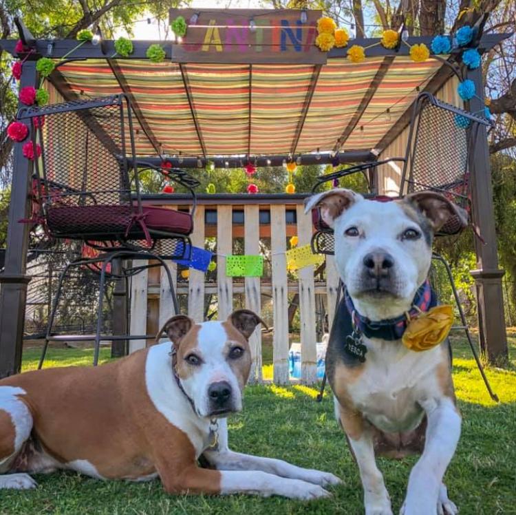 AZK9 Rescue