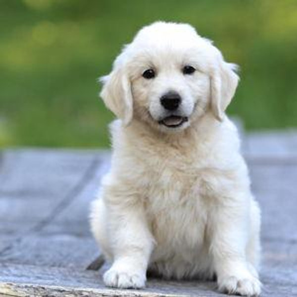 Our English Cream Golden Retriever Puppy Fund