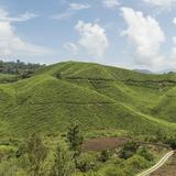 Cameron Highlands