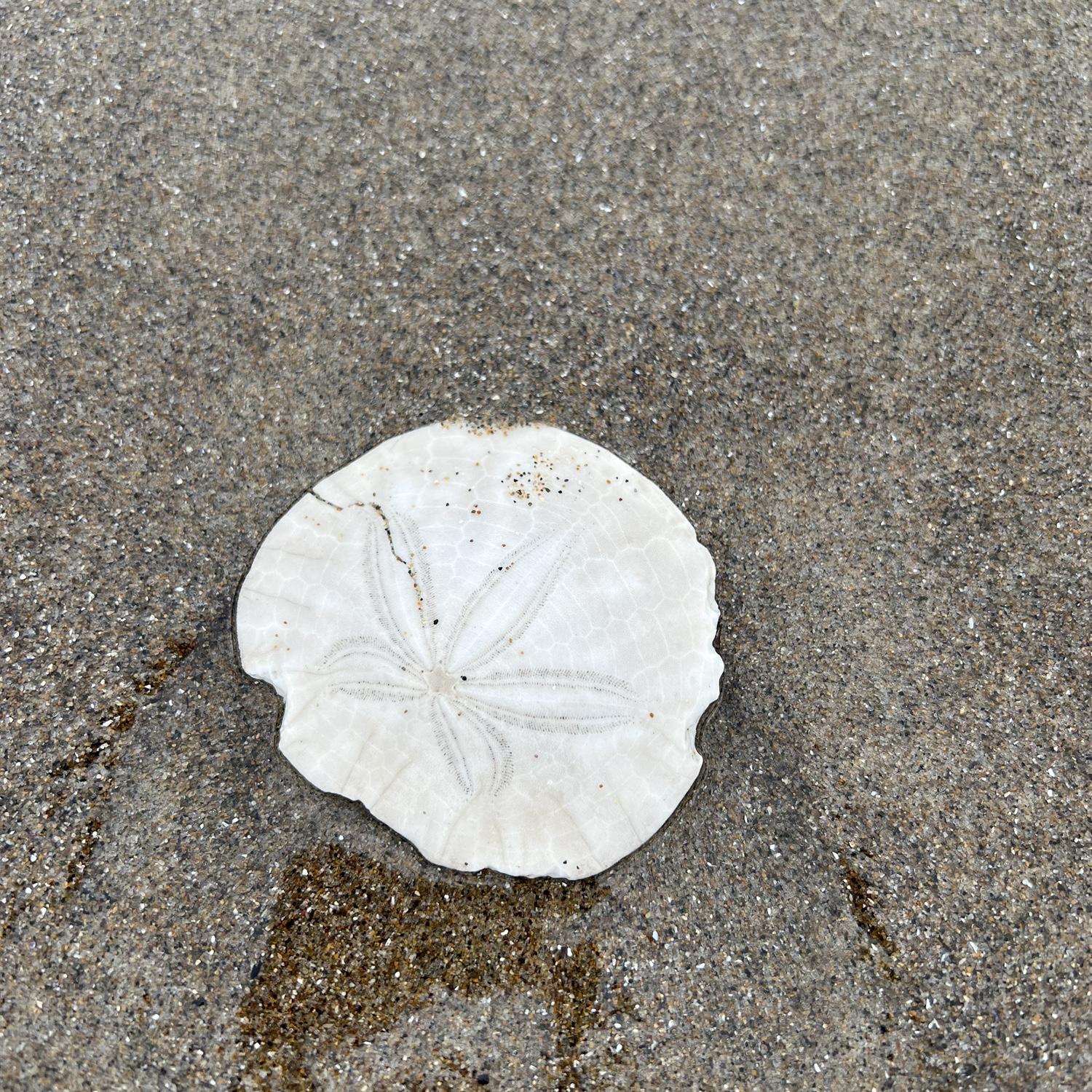 Goodies on the beach.