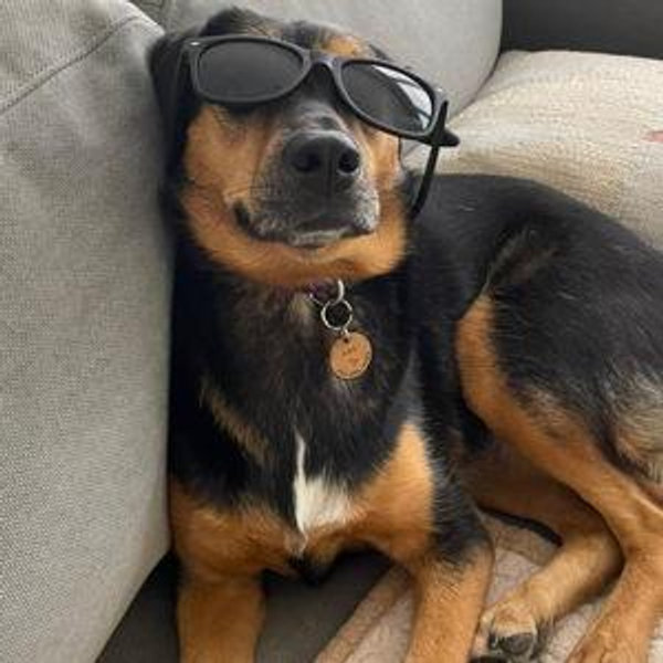 Roo's Honeymoon Dog Boarding Fund
