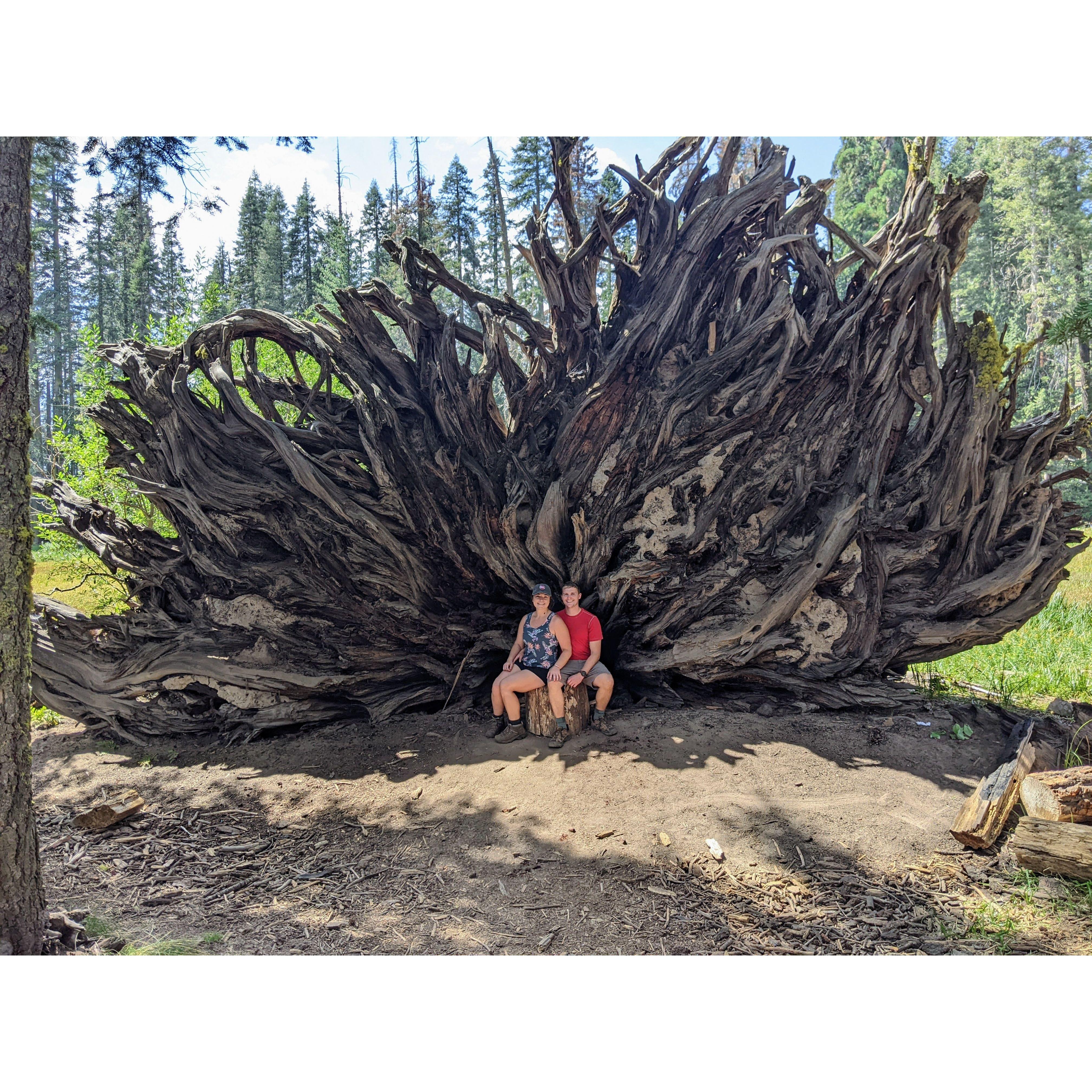 Under a fallen tree in Sequoia National Park