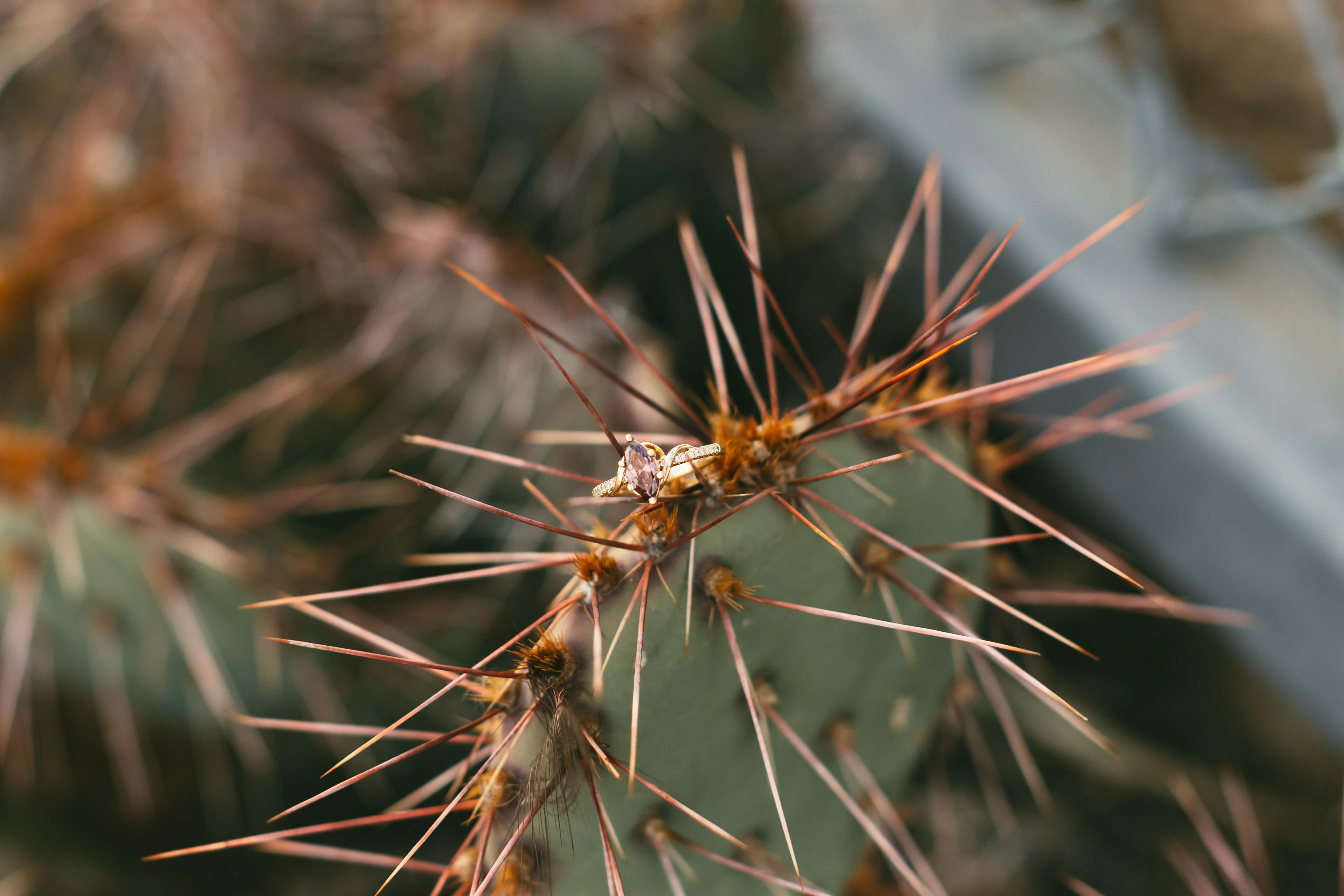 The Wedding Website of Willa Correia-Kuehn and Jaime Muñoz