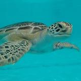 Turtle Hospital