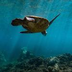 The Magic Merman Snorkel Charters