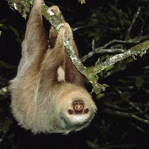 Night Walk Tour in Monteverde