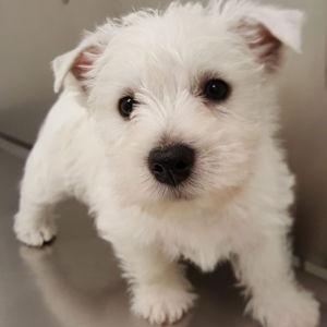 Puppy fund