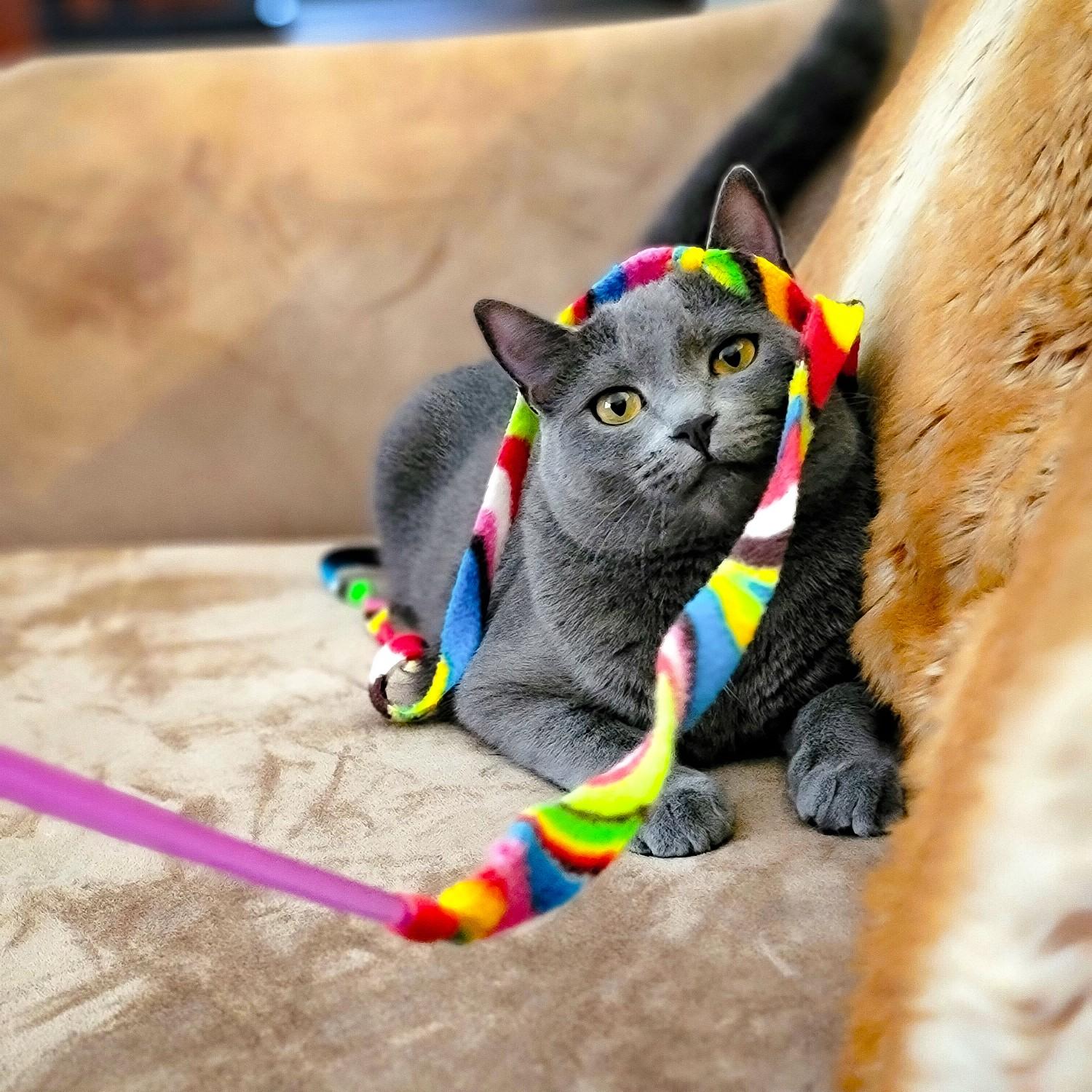 Playing with silly Coco. She's a chartreuse.