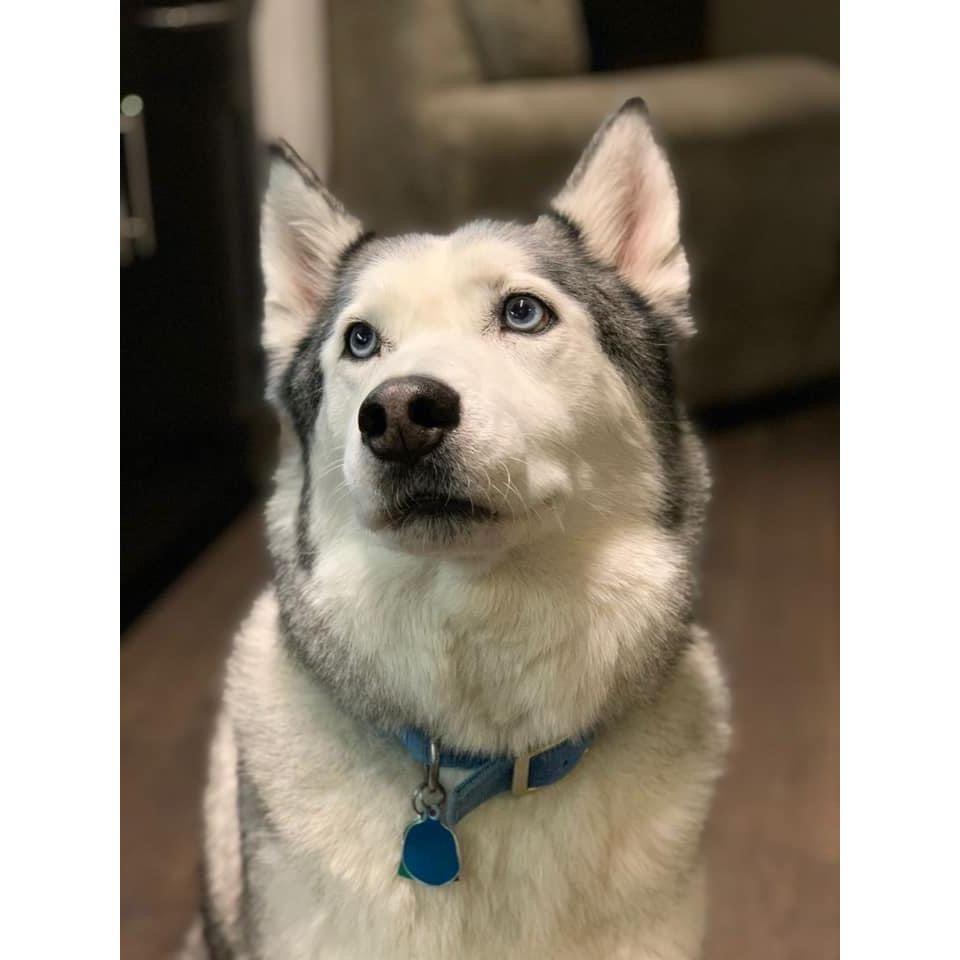 Always in our hearts, my hero, Flash (Nov 2, 2006-Sept 14, 2021)