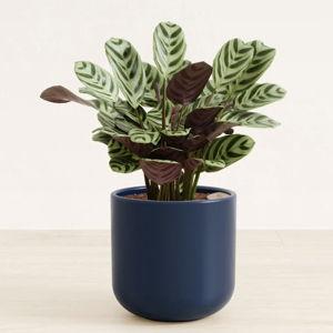 Small Calathea Burle Marxii Plant for Sale | easyplant