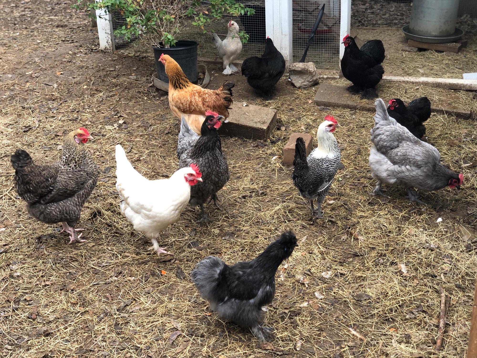 Chick chick chickies
