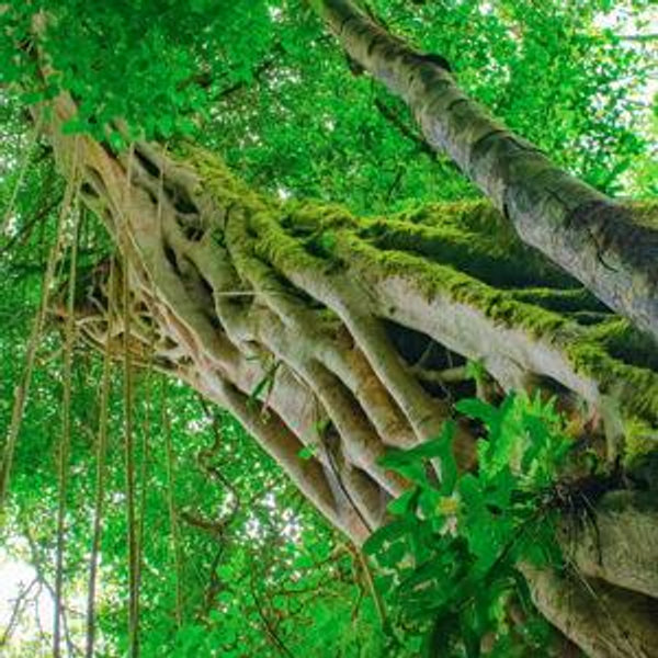 Santa Elena Cloud Forest tour