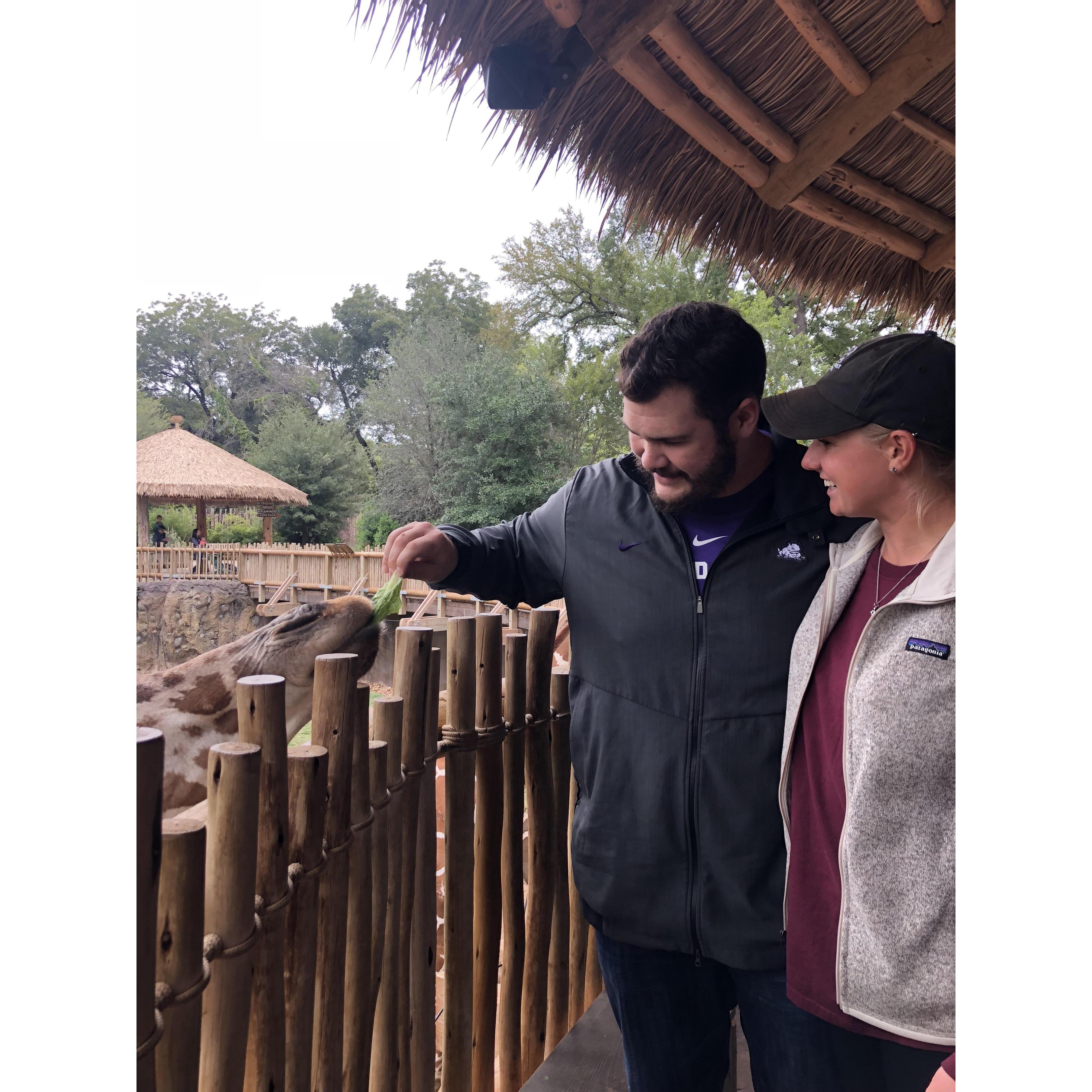Feeding the giraffes at the Fort Worth Zoo!