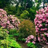 Rhododendron Garden