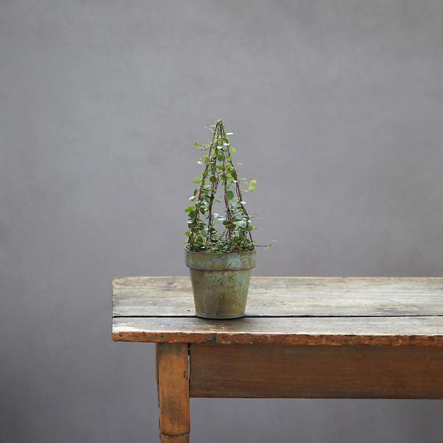 Terrain- Angel Vine Topiary in Metal Pot
