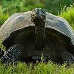 Galapagos Islands