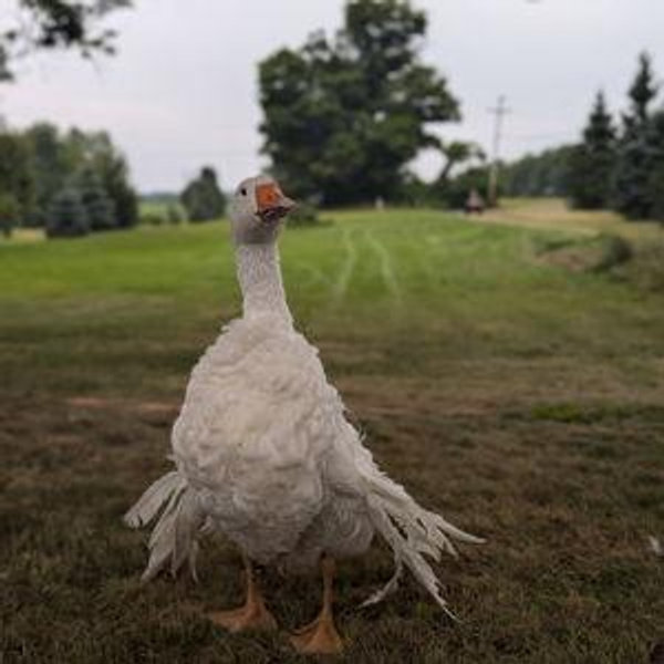 Farm Fund