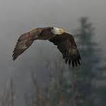 Brackendale Eagles Provincial Park