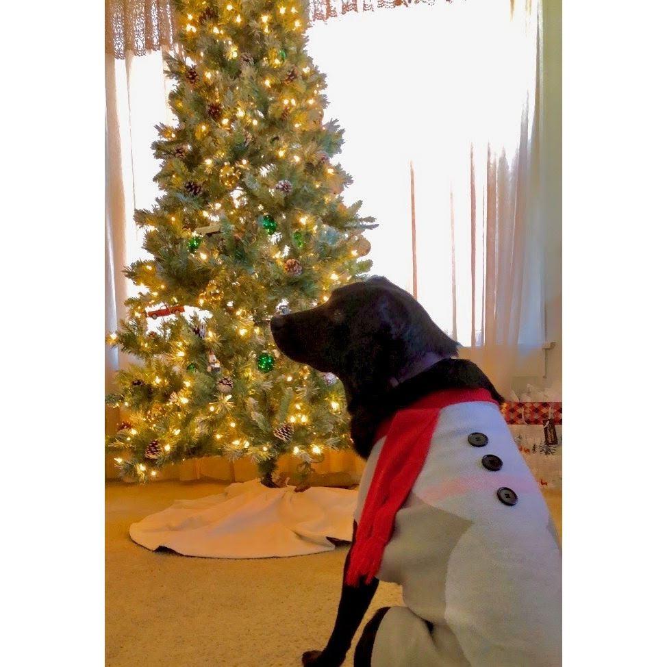 Christmas 2019, First year with Chip!