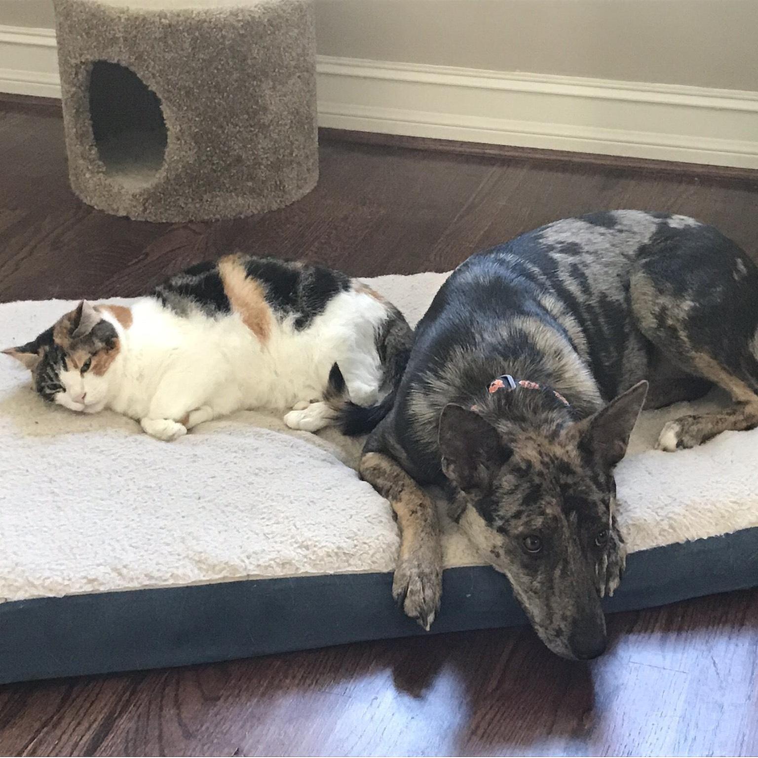 The fur kids - Peanut and Stella
