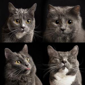 Our Cat Treat & Toy Fund