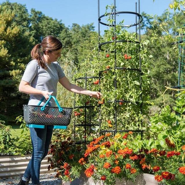 Gardener's Supply Company Titan Extra Tall Tomato Cages I Set of 3 - Sturdy Steel Core Plant Support Trellis for Vegetables & Climbing Plants | 19-1/2" D x 80" H