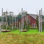 Arrowood Farms