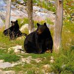 Parc Omega